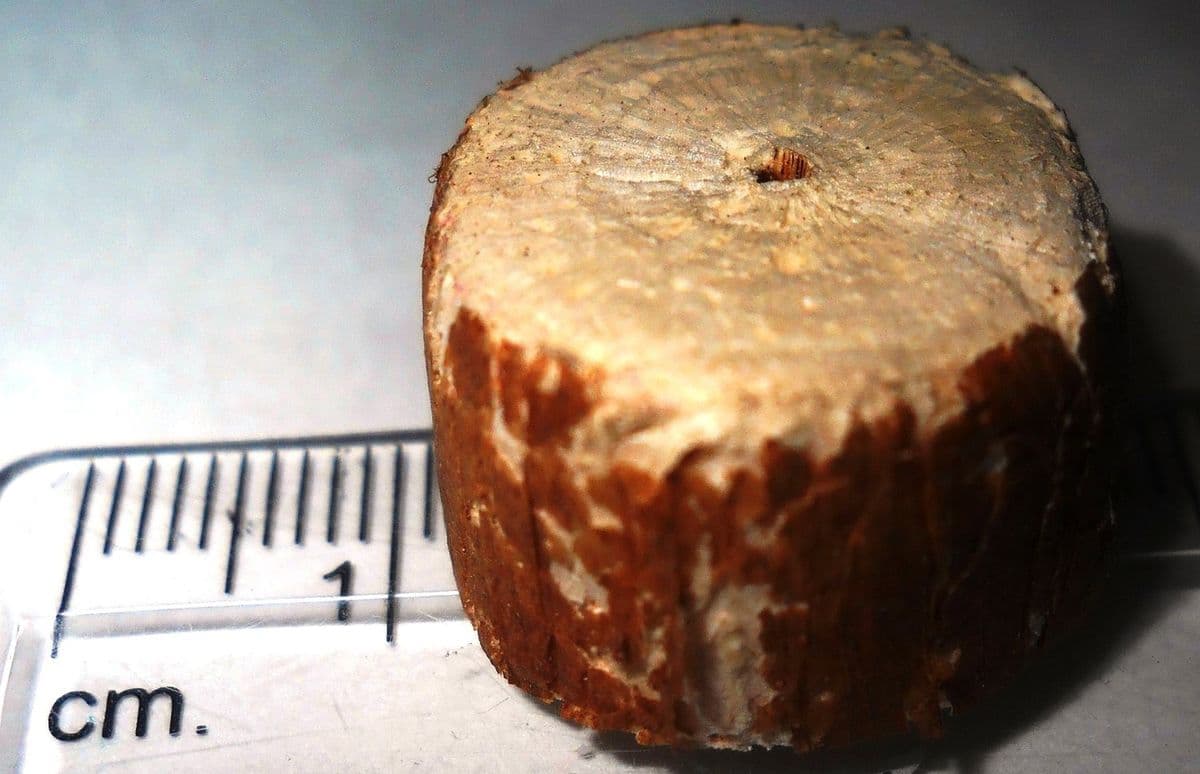 A cut stem of Aeschynomene against a centimetre scale: thin reddish bark outside, the white workable core within.